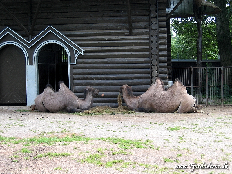 KBH zoo 190703 005.JPG